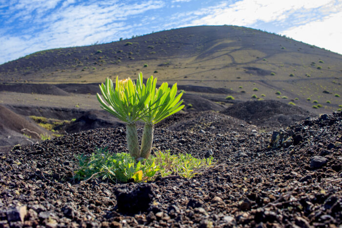 TREKKING – Lanzarote e La Graciosa – 15 giugno 23