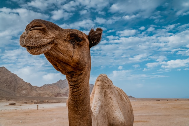 MAR ROSSO – Non solo Sharm : Avventura e deserto – OTT ’23 APR ’24