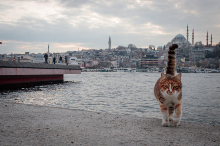 ISTANBUL in rosa – 07 marzo ’24