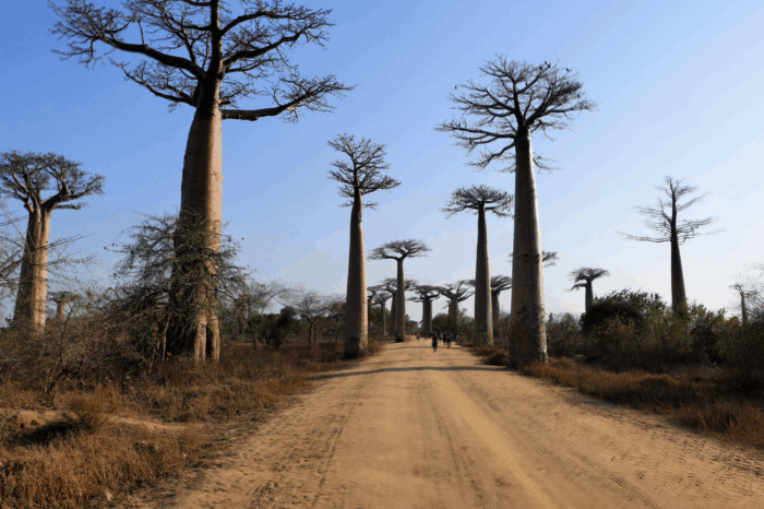 PICCOLI GRUPPI – MADAGASCAR : Perinet, altopiano e mare ad Anakao- 13 ott ’25