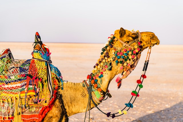 VIAGGIO FOTOGRAFICO – GUJARAT L’INDIA DEI LEONI E DELLE TRIBU’ – 07 GEN ’27